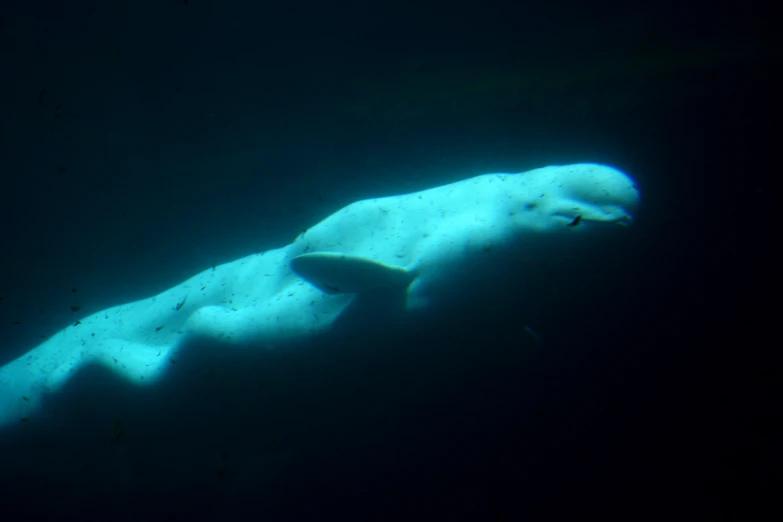 a white animal standing in a black pool with the light reflecting off its head