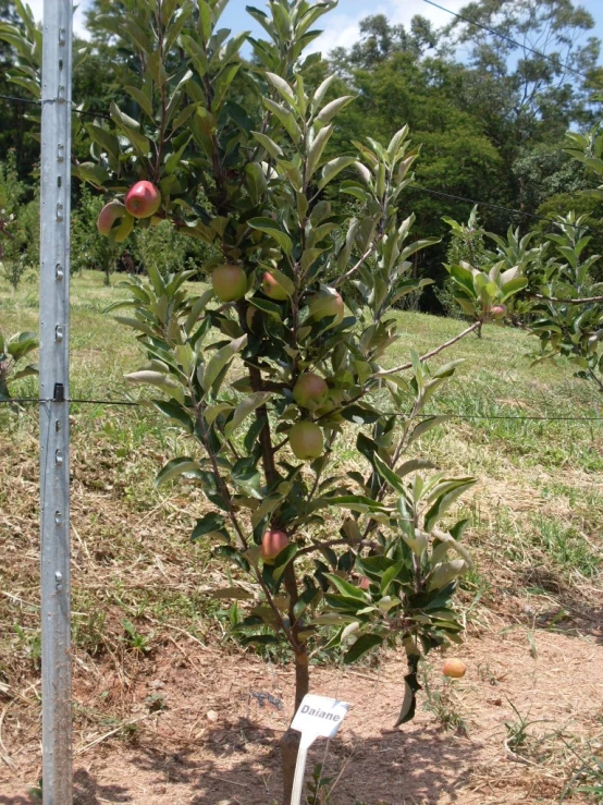 an apple tree next to a sign in the ground