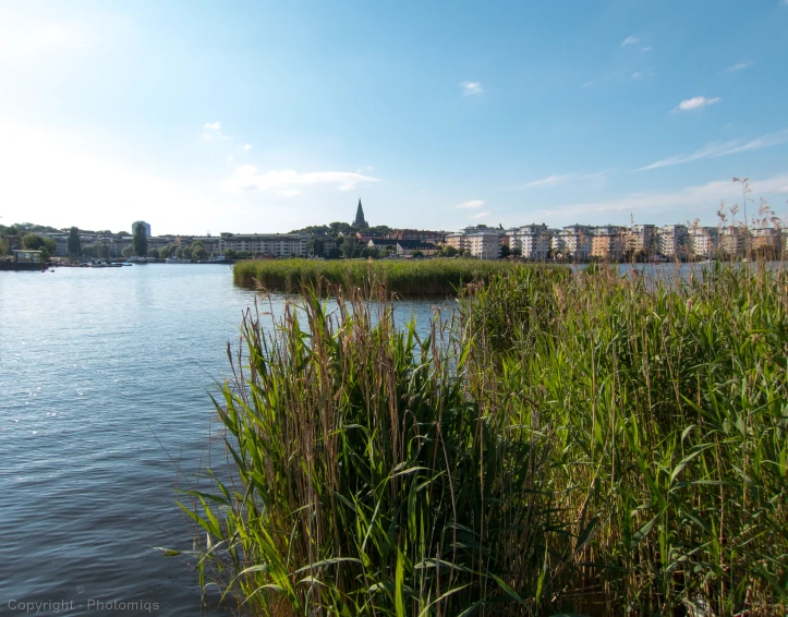 a field with tall grass next to a body of water