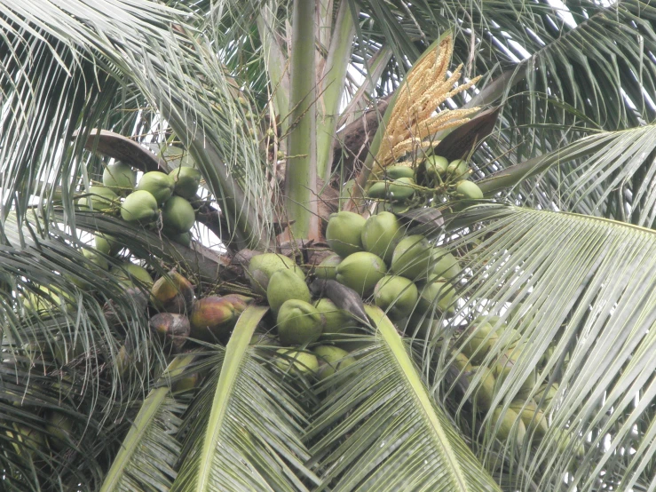 there is a tree that has coconuts hanging off it