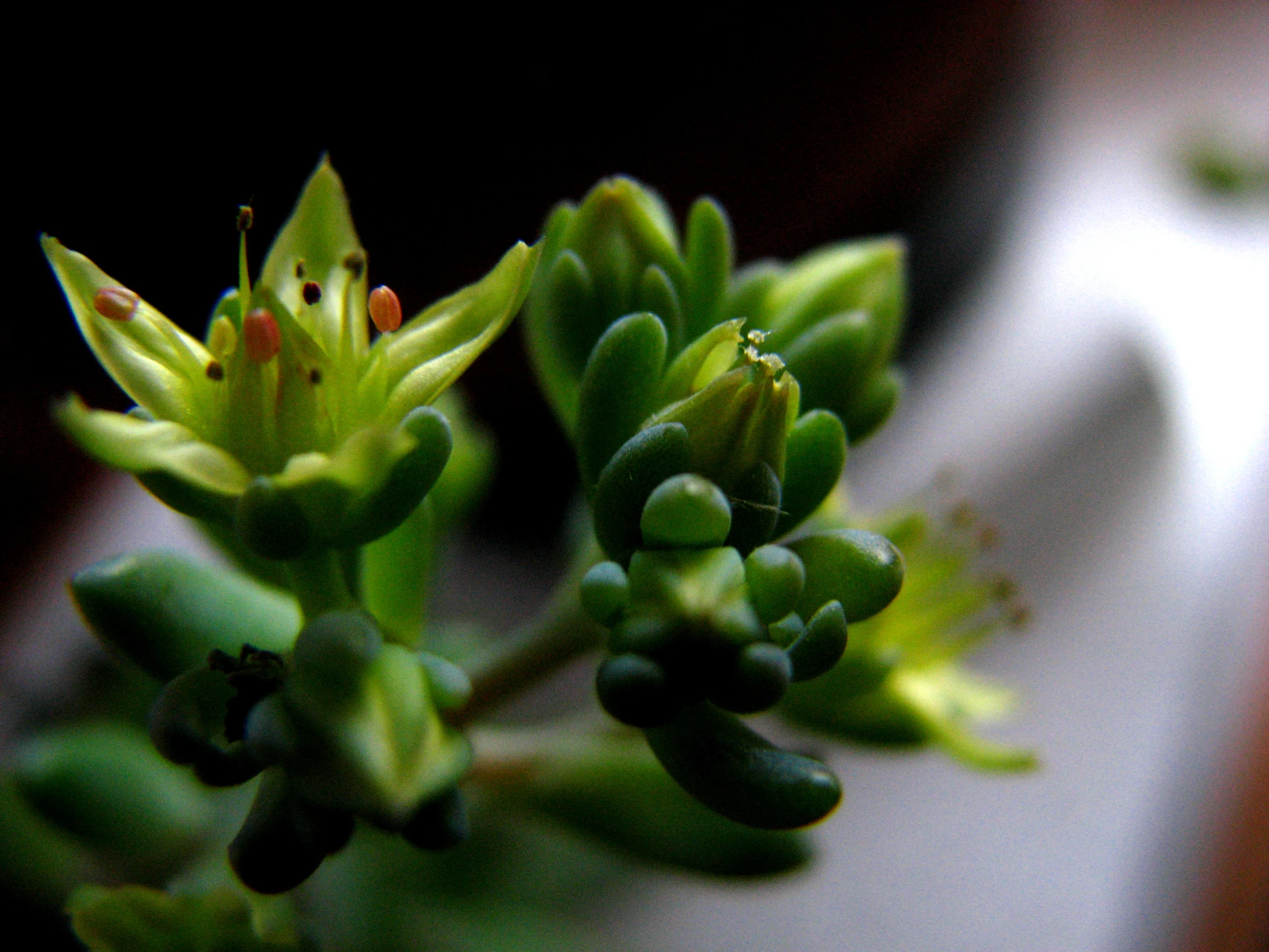 green buds grow on a leafy plant in the sunlight