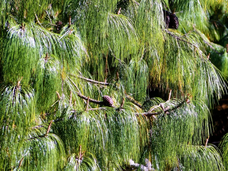 a bird is standing near a bunch of green trees