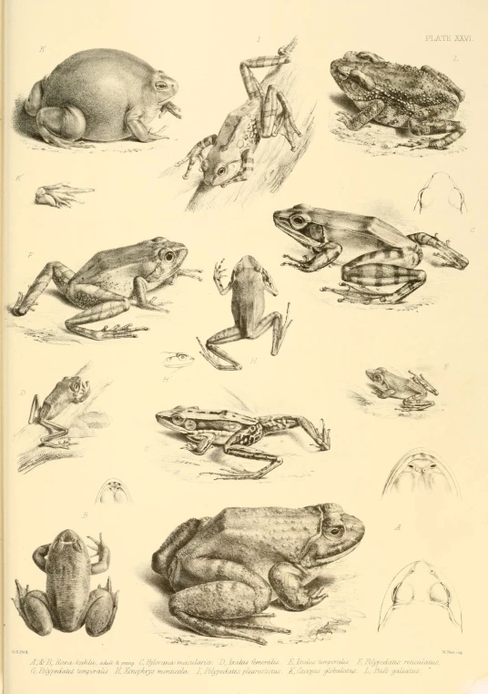frog and toad species in the family