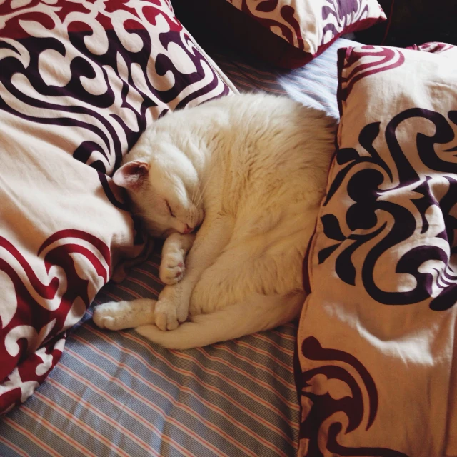 the cat has its head on a pillow as he sleeps