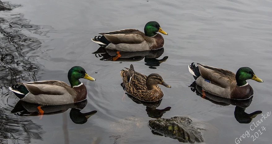 ducks are floating on the lake together in the water