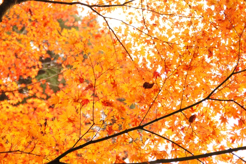 trees are displaying the colors and leafs of fall