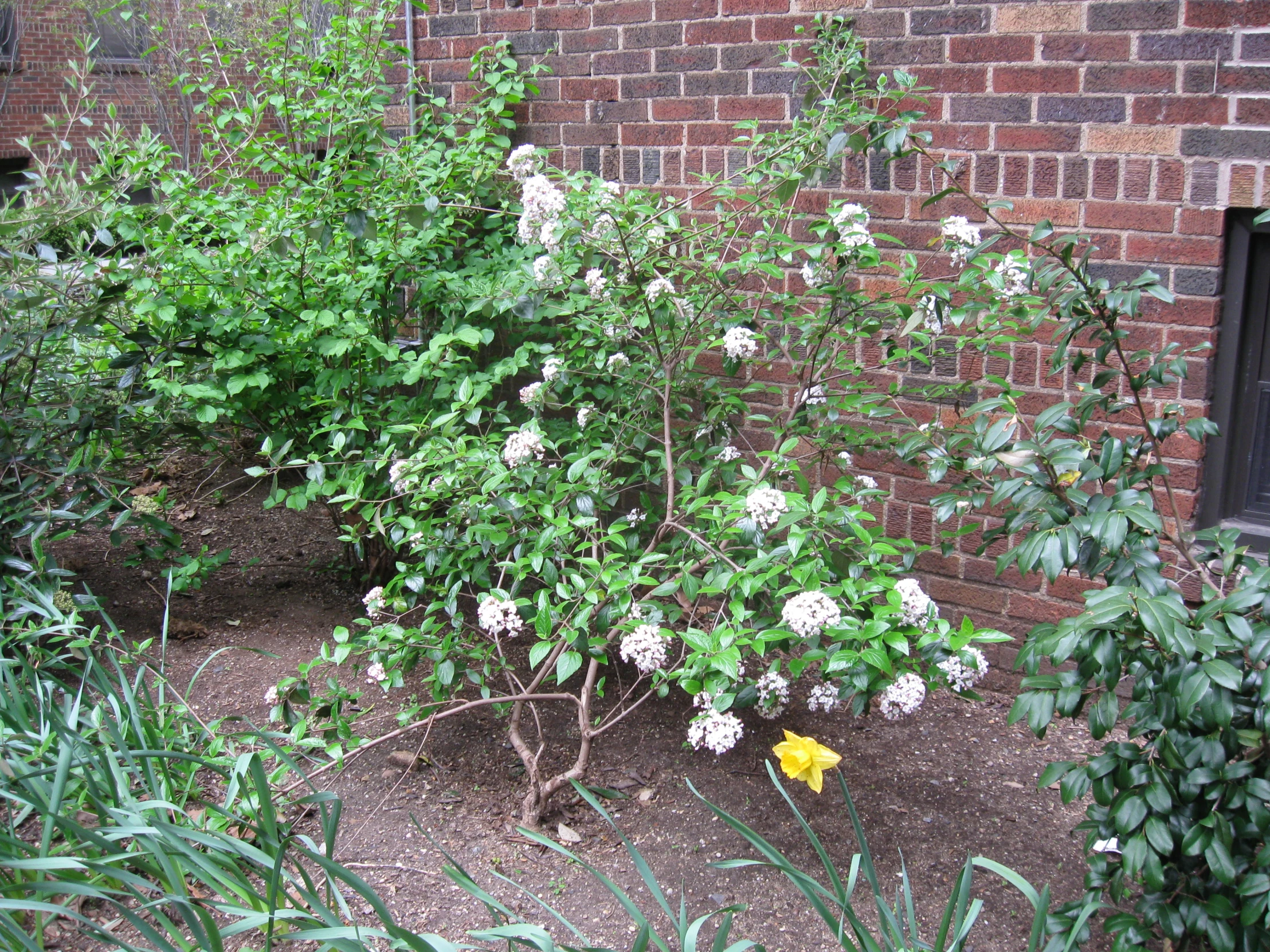 the flowers and bushes are in front of a brick building