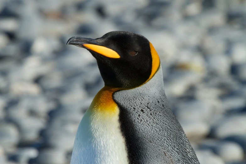 the yellow beak is on this penguin