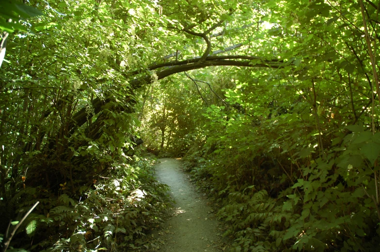 a path through the forest with lush trees