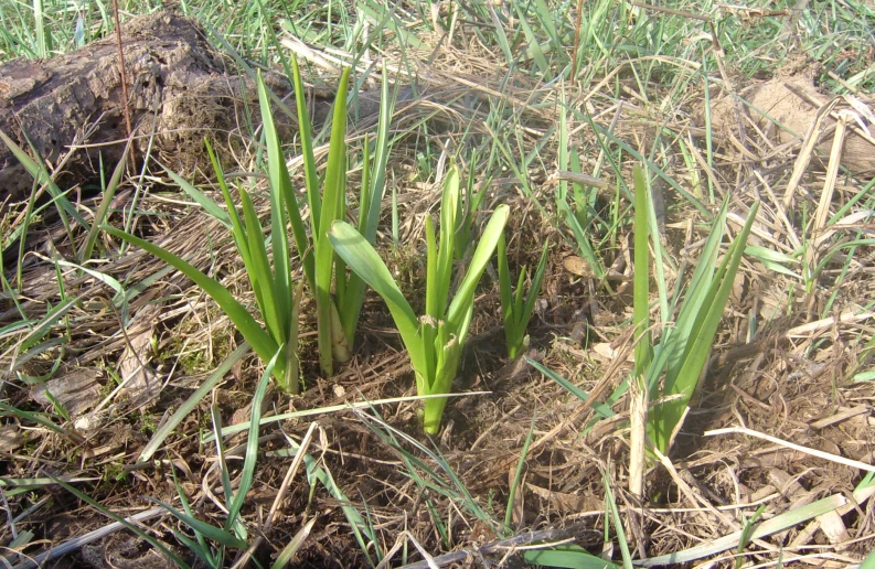 three plants that are on some dirt ground