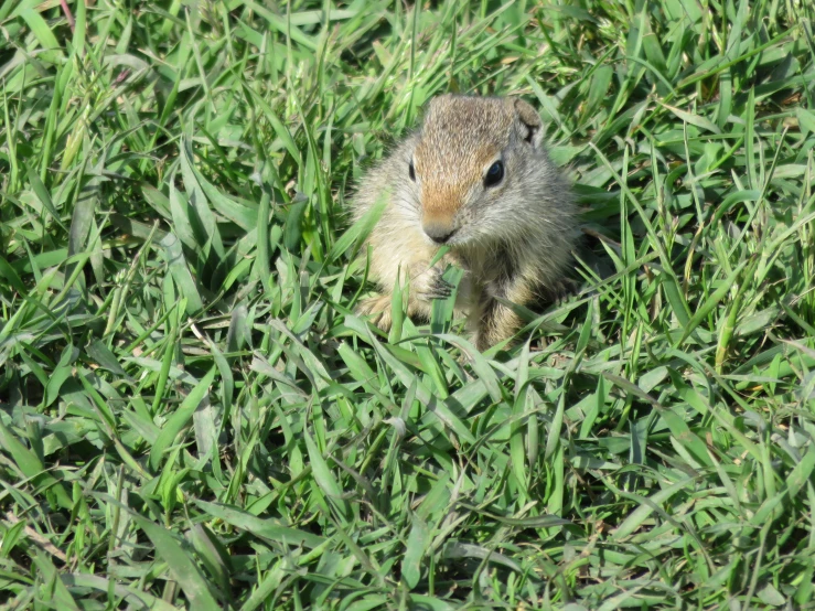 a ground squirrel is standing in the grass