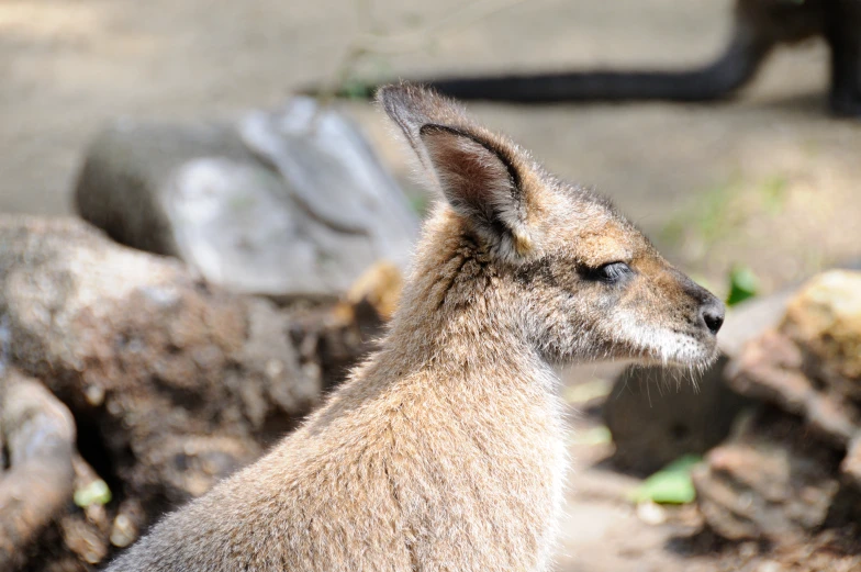 a small brown animal with short hair on it's head