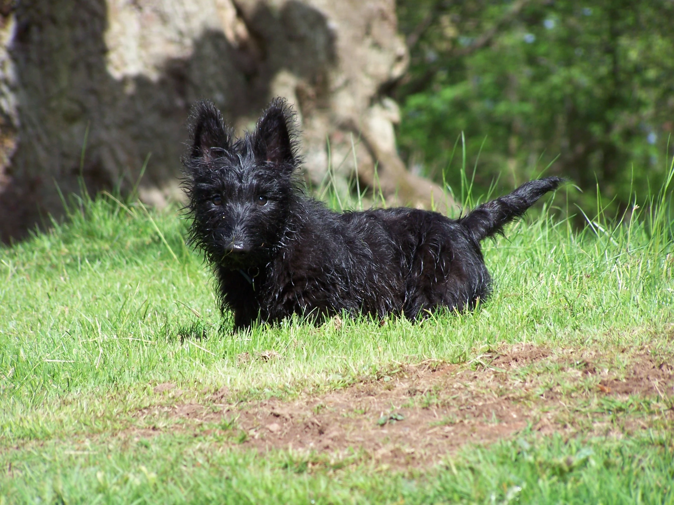 a black dog is walking in a field