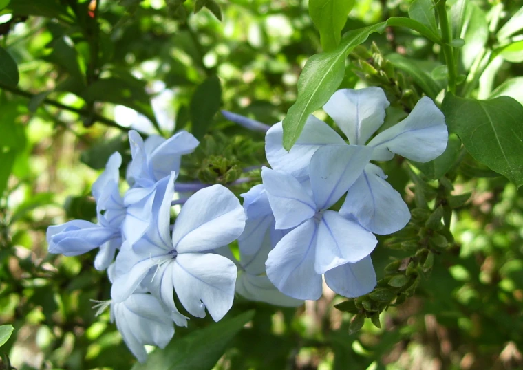 some blue flowers on a nch in front of leaves