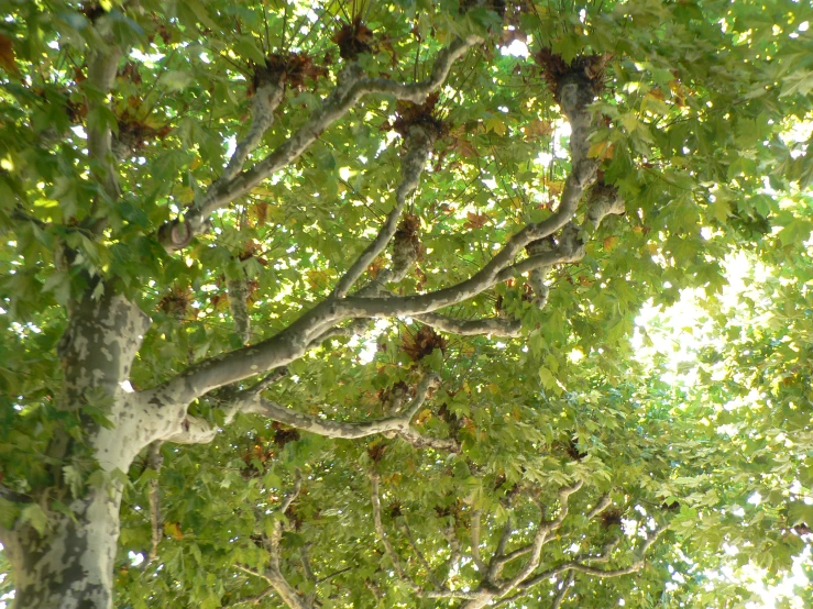 an upward view into the nches of a tree