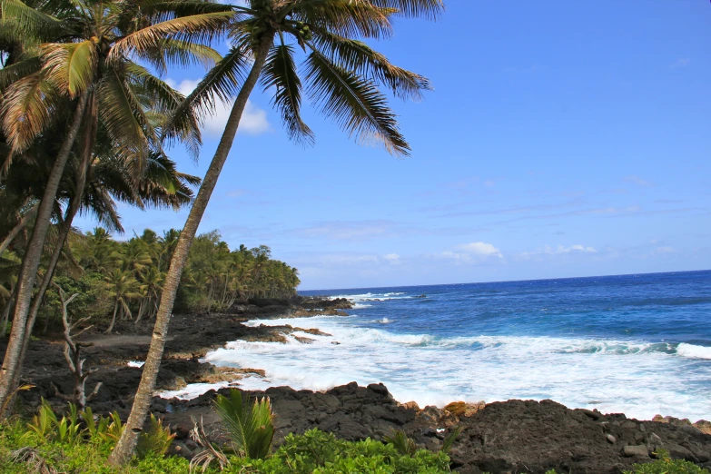 a rocky coastline between two palm trees with waves