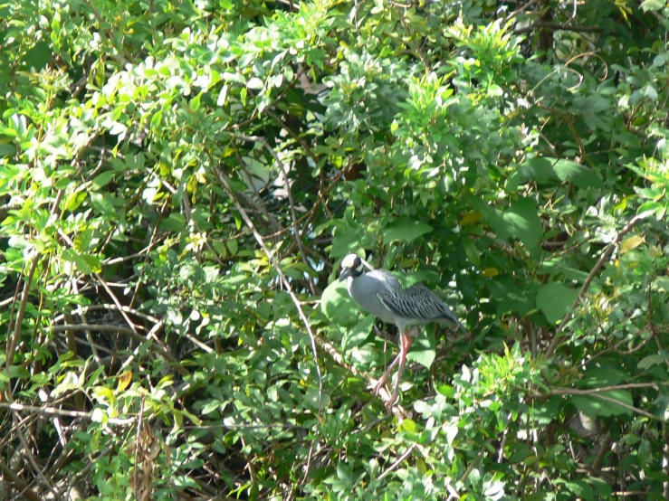a gray and black bird sitting on a nch among the trees