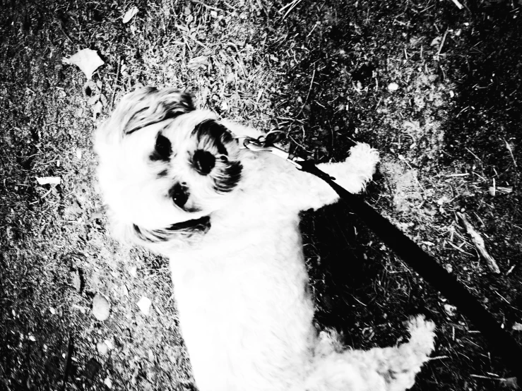 a black and white picture of a small dog on leash