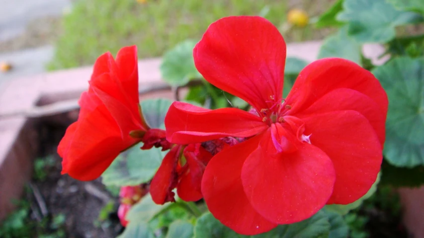 red flowers in a garden with green leaves