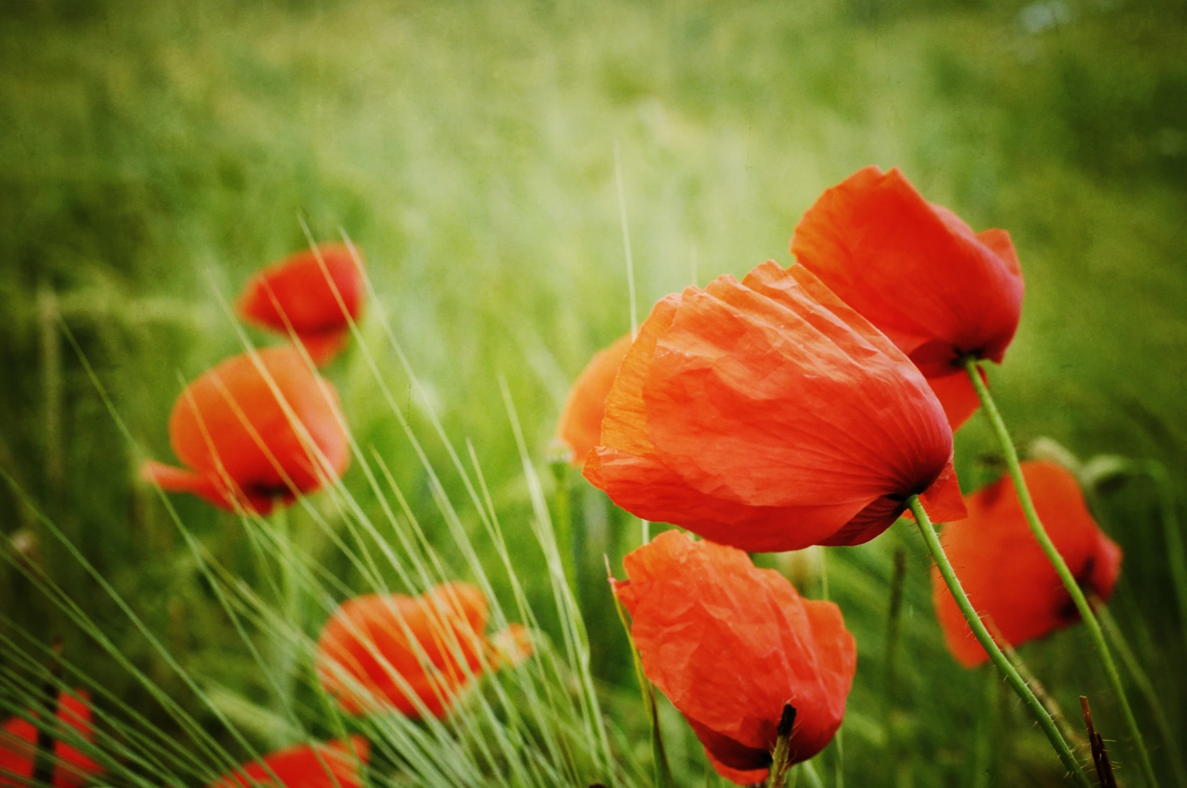 an artfully colored image of orange flowers in a field