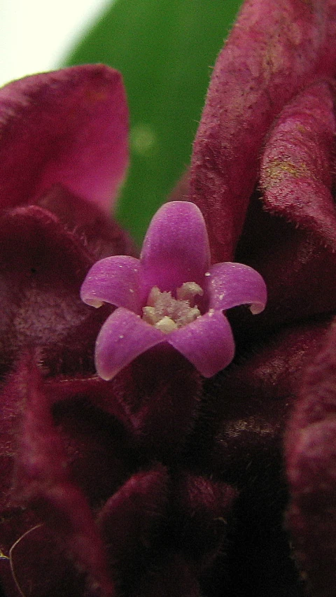 there is a pink flower with a white center