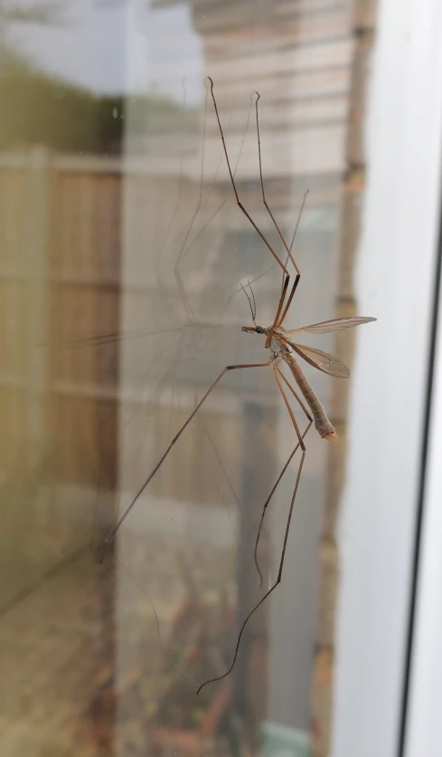 an insect sitting on a glass window pane