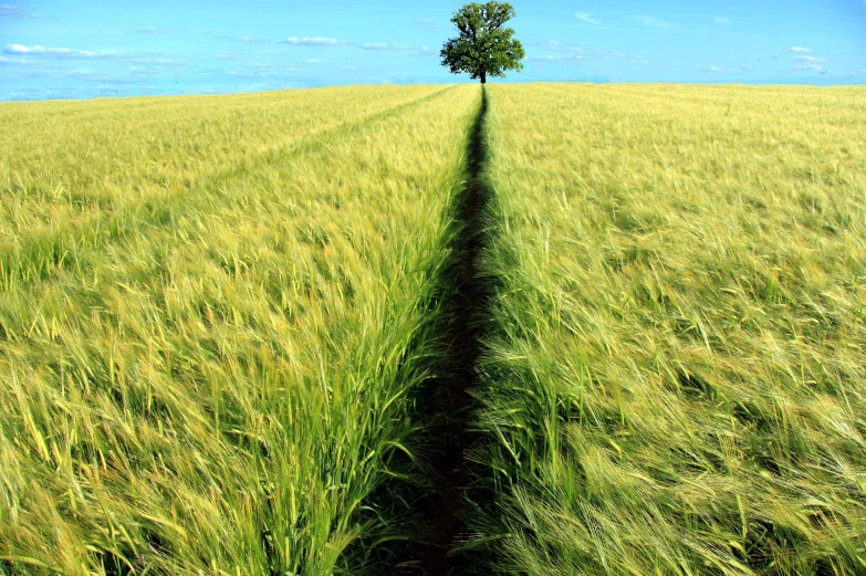 a tree is seen in the middle of a grassy field