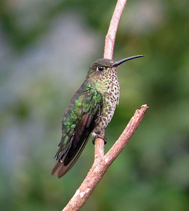 a small hummingbird perches on a tree limb
