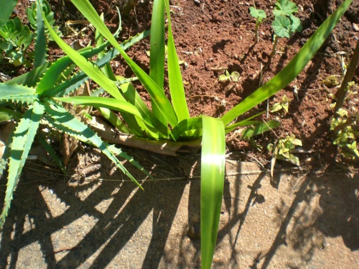 green leaves on a leafy stalk in the dirt