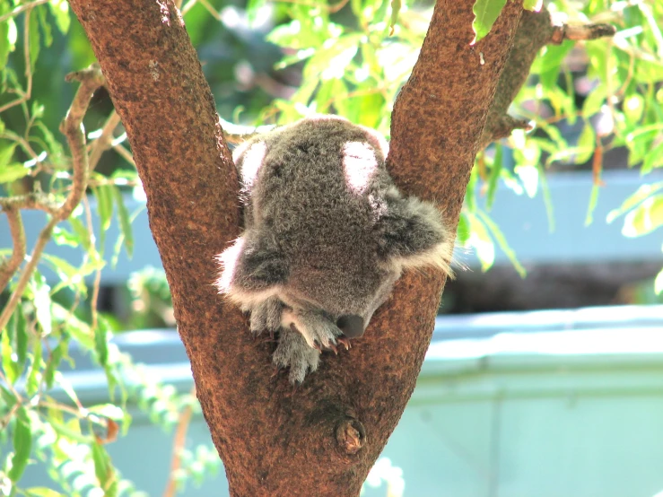 koala sitting in the middle of a tree nch