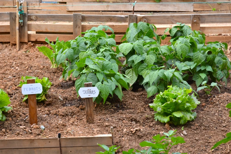 garden plants in a vegetable patch, starting to bloom