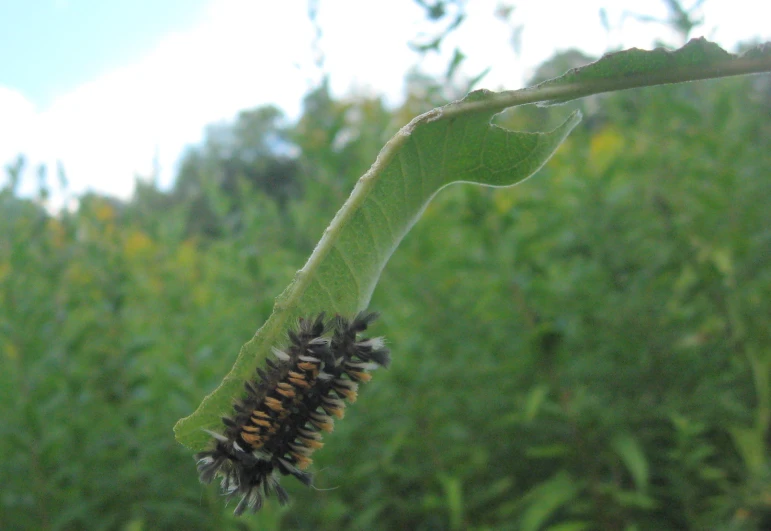 an image of a erfly moth lazily on the tip of a leaf