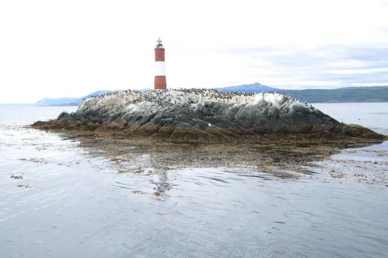 an island with a lighthouse surrounded by birds