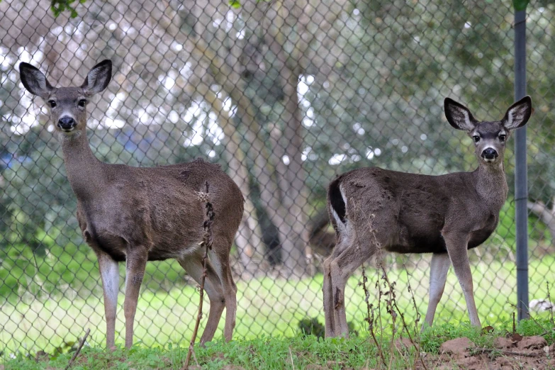 two deers standing together behind a chain link fence