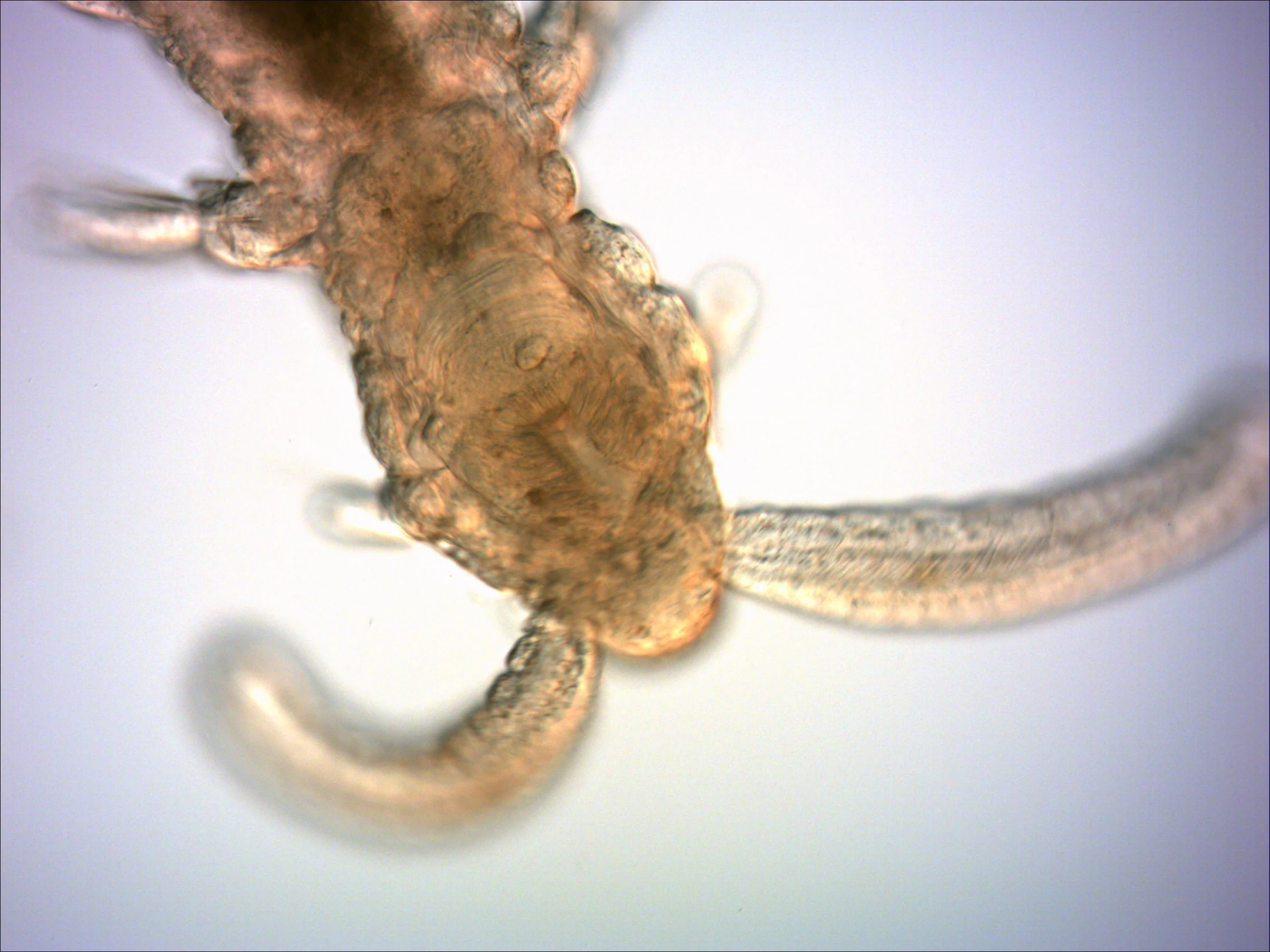 closeup of an animal that appears to be a gecko