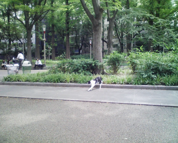 the cat walks along on the side walk