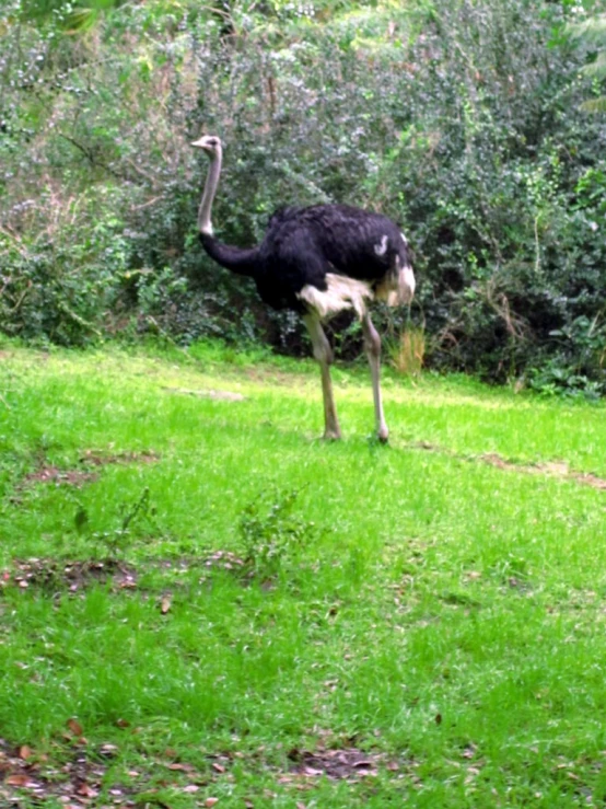 the ostrich is walking across the green grass