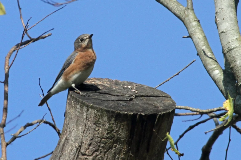 the bird is standing on the tree stump