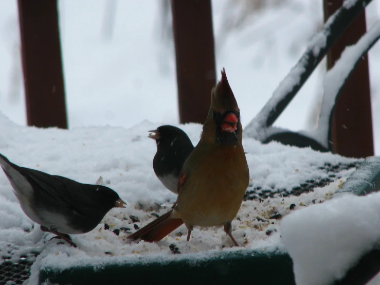 three birds standing on top of snow covered ground