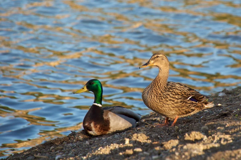 two ducks standing next to each other near the water