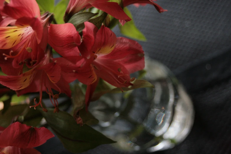 close up of large flowers in a clear vase