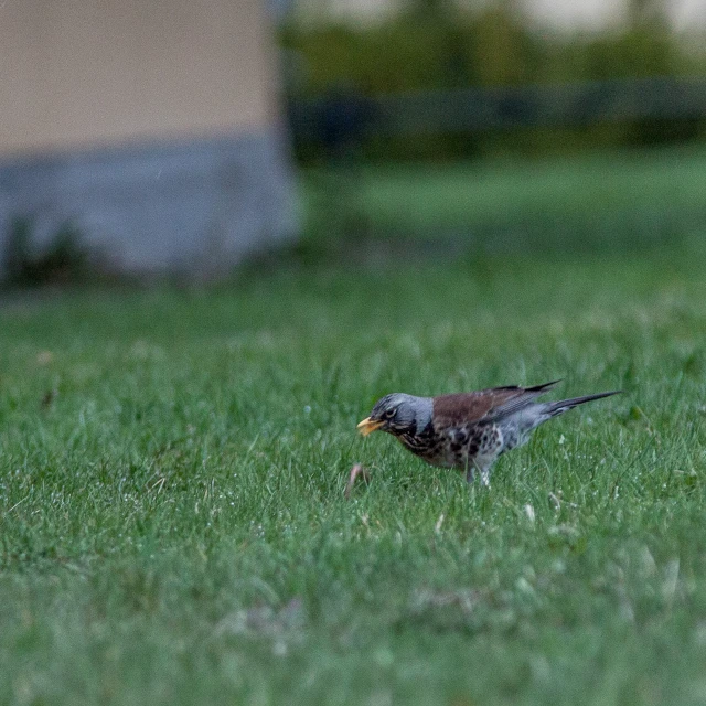 a small bird is in the middle of the green grass