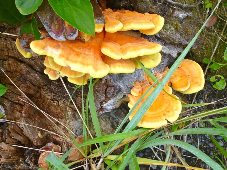 some very bright yellow mushrooms on the side of a tree