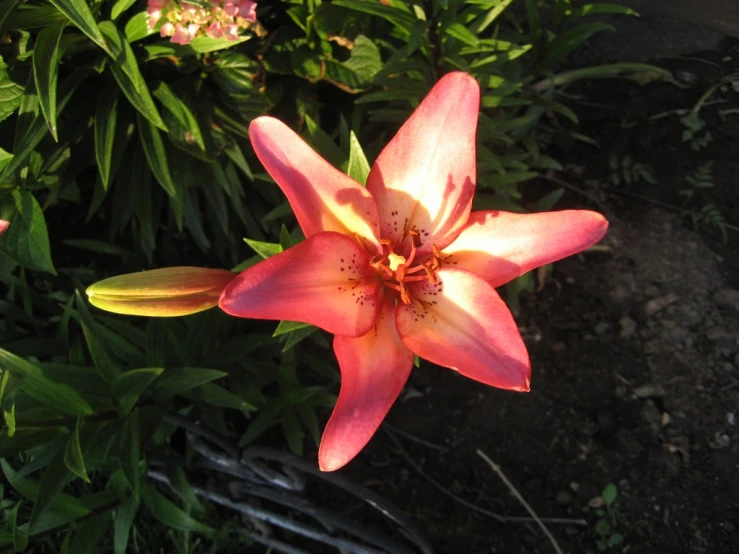 a flower blooming next to some pretty flowers