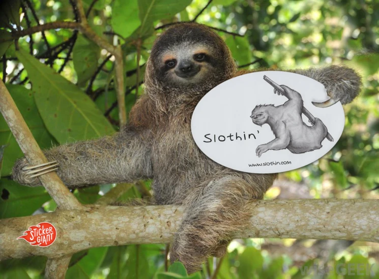 a sloth holding up a sign that says slotti