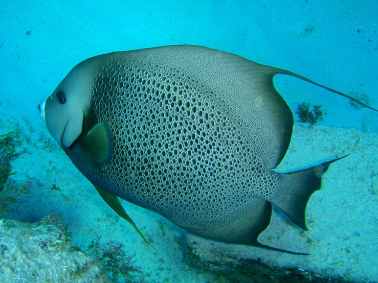 a close up of a fish on a sandy ground