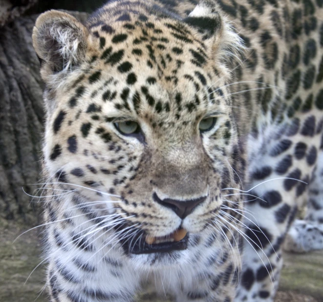 a close up s of a leopard's face as it stands