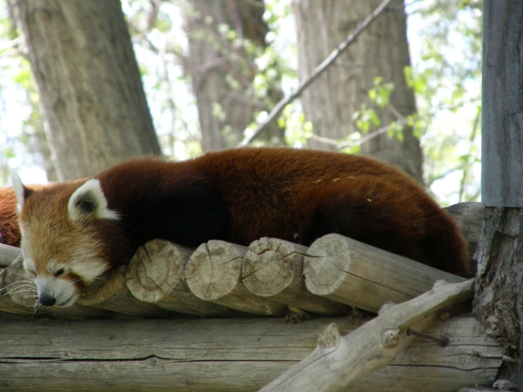 a red panda bear sitting on a nch and sleeping