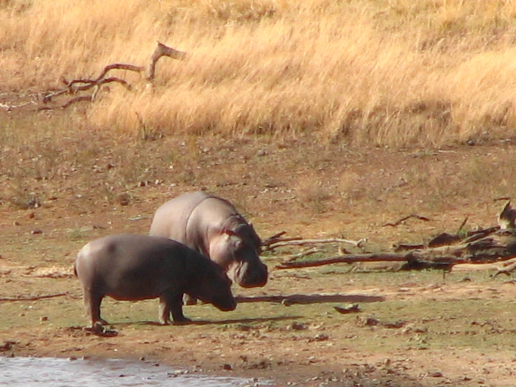 two hippopotamus stand next to each other in front of a lake