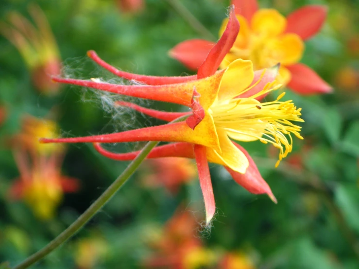 this flower is bright orange with yellow in the center